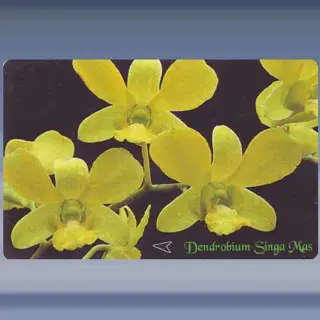 Orchide, Singa Mas (1996)