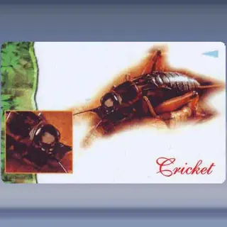 Insecten (3a) (1997)