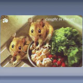 Caught in the act... (1997)