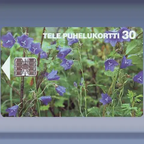 Peach-leaved Bellflowers (1995)