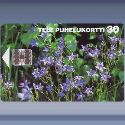 Spreding Bellflowers (1995)