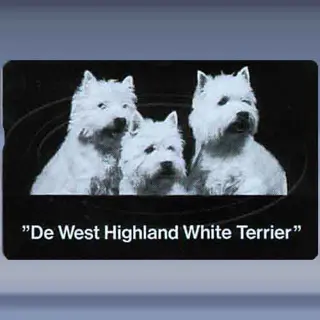 De West Highland "White Terri&euml;r"