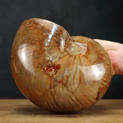 Zeer zeldzaam natuurlijk Nautilus-fossiel - 3023,77 g -