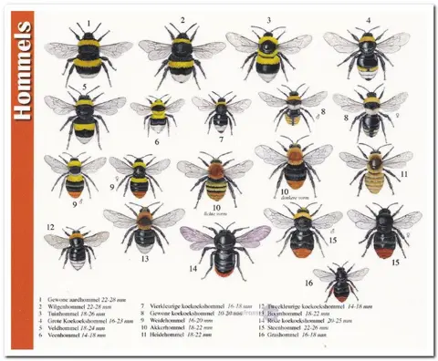 Ansichtkaart: Hommels