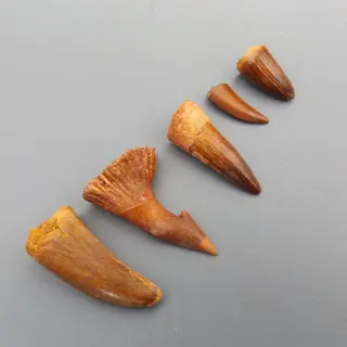 Set of various Dinosaur - Teeth - Spinosaur