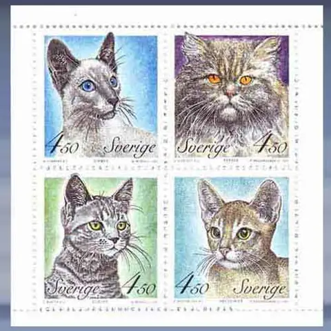 Ras Katten (1994)
