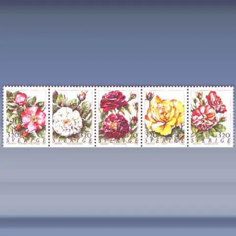 Flora, rozen (1994)
