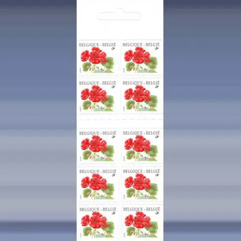 Bloem (Geranium) (1999)