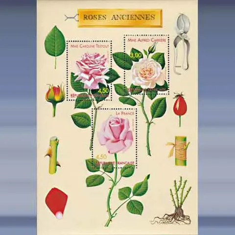 Bloemen (Rozen) (1999)