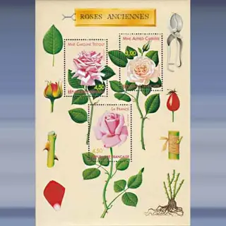 Bloemen (Rozen) (1999)