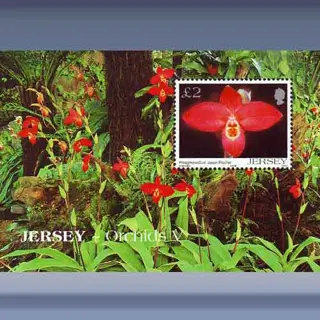 Jersey Orchids (V) (2004)