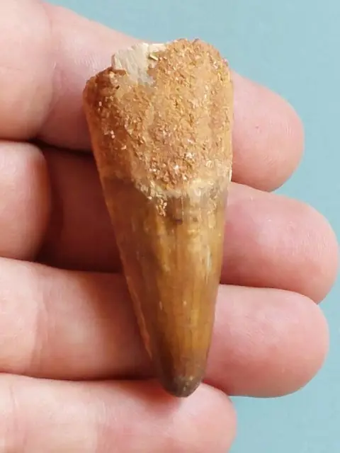 Spinosaurus - Tand - Spinosaurus aegyptiacus 58 mm - Tand -