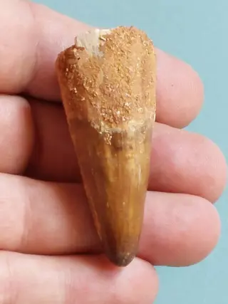 Spinosaurus - Tand - Spinosaurus aegyptiacus 58 mm - Tand -