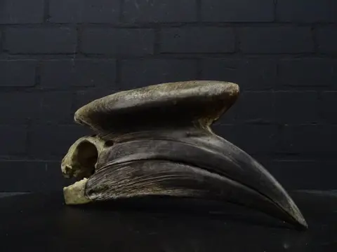 Black-casqued Hornbill Skull - - adult male - 20×0×0 cm