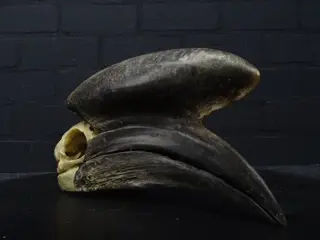 Black-casqued Hornbill Skull - - adult male - 19×0×0 cm