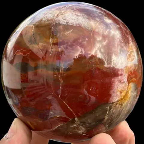 Bol van fossiel hout - conifera fossil wood -