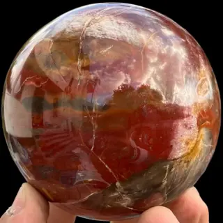 Bol van fossiel hout - conifera fossil wood -