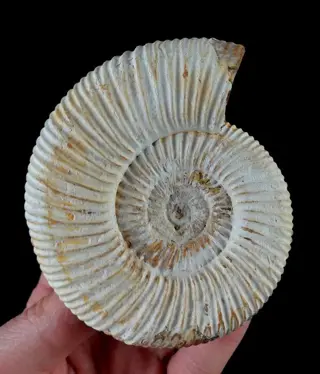 Uitstekende ammonieten!!! - verbluffende schaaldetails -